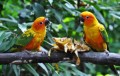 Parc ornithologique de Jurong