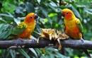Parc ornithologique de Jurong