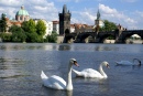Cygnes et le pont Charles, Prague