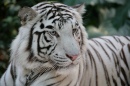 Tigre blanc bengali