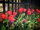 Barrière de tulipes