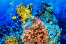 Plongée sous-marine dans la Mer Rouge, Egypte