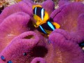 Poisson Clown, Ile de Taveuni, Fiji