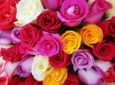 Roses de plusieurs couleurs