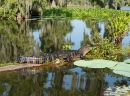 Un alligator se repose