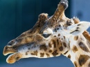 Portrait d'une Girafe