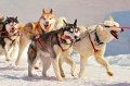 Course de Huskies