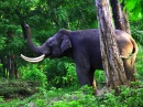 Sanctuaire de la vie sauvage de Wayanad, Inde