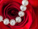 Perles et rose