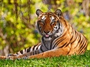 Tigre du Bengal