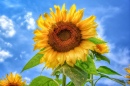 Tournesol