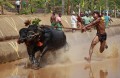 Course traditionnelle de buffles en Inde