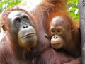 Orang-Outans, Centre de la vie sauvage de Semanggoh