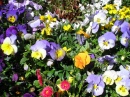 Teignmouth en fleurs