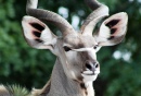 Kudu Bull, Parc National de Kruger, Afrique du Sud