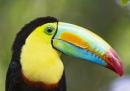 Portrait d'un Toucan
