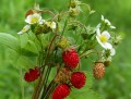 Fraises sauvages