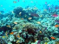 Scène de la Grande Barrière de corail