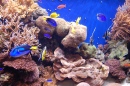 Aquarium de la Baie de Monterey