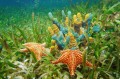 Vie sous-marine avec éponges et étoiles de mer