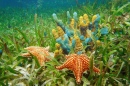 Vie sous-marine avec éponges et étoiles de mer