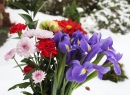 Fleurs dans la neige