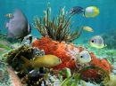 Récif coralien, Mer des Caraïbes