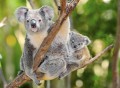 Koala australien