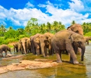 Groupe d'éléphants dans l'eau, Sri Lanka