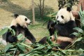 Deux pandas géants en train de manger