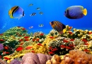 Colonie de coraux sur un récif, Egypte