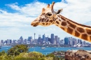 Girafe au zoo de Sydney