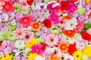 Carpette de fleurs