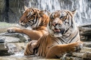 Tigres prenant un bain
