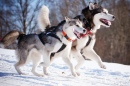Malamutes d'Alaska