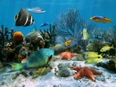 Jardin de corail, mer des caraïbes