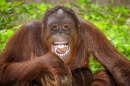 Portrait d'un Orang outan riant