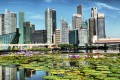 Fleurs de Lotus et Singapour à l'horizon