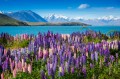 Lac de montagne avec une floraison de lupins