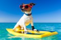Chien Surfer