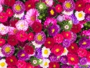 Des Asters de couleur rouge, rose et violet
