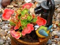 Geranium en Pot