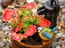 Geranium en Pot