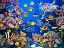 Aquarium coloré