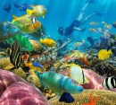 Récif de corail et poissons tropicaux