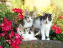 Trois petits chatons