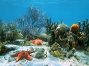 Fonds marins avec coraux et étoiles de mer