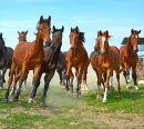 Horde de chevaux au galop