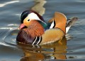 Canard Mandarin