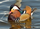 Canard Mandarin
